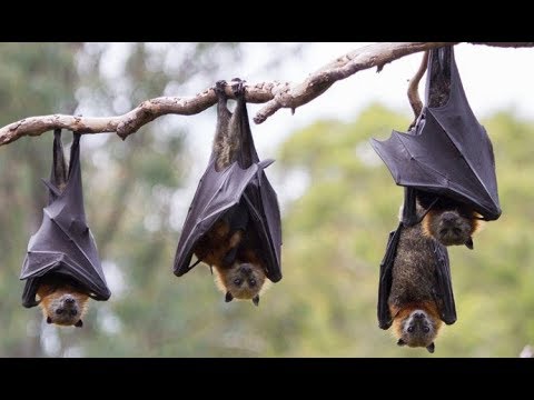 الخفافيش مجدداً.. 6 أنواع جديدة من عائلة كورونا