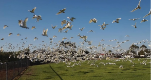 سقوط عشرات الطيور النافقة من السماء يثير الهلع في أستراليا