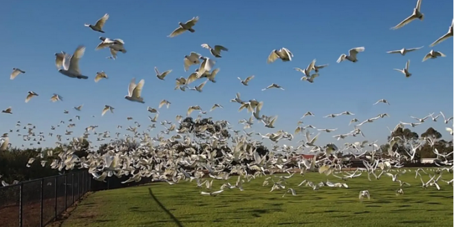 سقوط عشرات الطيور النافقة من السماء يثير الهلع في أستراليا