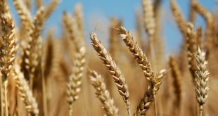 مدير “الحبوب”: حصاد القمح سوف يتأخر والحرائق