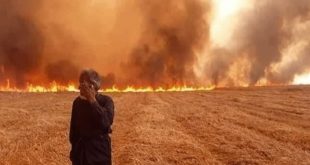 لماذا أمر ترامب بحرق مزارع القمح السورية وكيف سترد دمشق؟