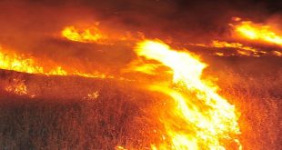 28 حريق في السويداء طالت أكثر من 5000 دونم من القمح والشعير