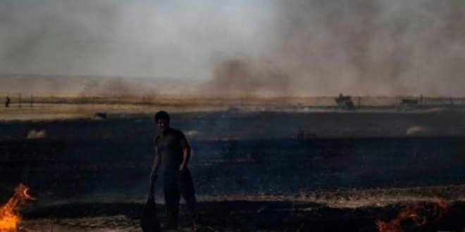 أوامر بحرق آلاف الهكتارات من حقول القمح في سوريا