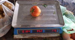 زراعة دمشق: أسعار البندورة ستهبط كثيراً وقد تصبح بـ100 ل.س