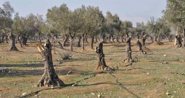 الارهاب يقطع 3.3 ملايين شجرة مثمرة في ريف دمشق