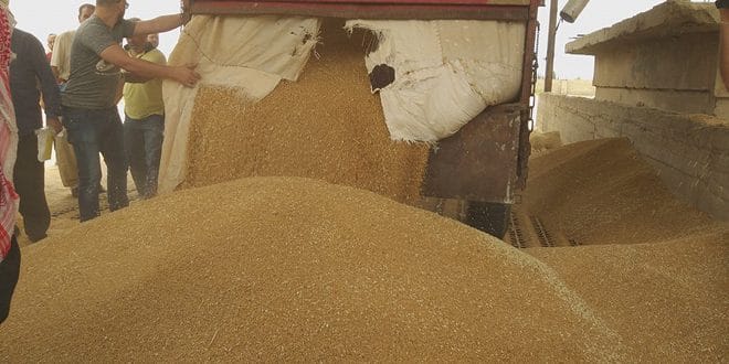 السورية للحبوب: الحرائق ستخفض إنتاج القمح المتوقع هذا الموسم