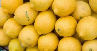 ١٤١ ألف طن إنتاجنا المحلي من الليمون .. فأين ذهب ليموننا من الأسواق؟