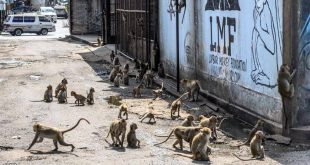 سكان مدينة تايلاندية "مساجين".. بسبب القردة