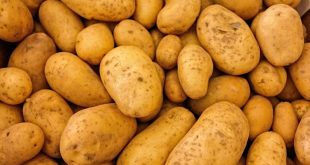 تحذيرات من احتمال ارتفاع سعر البطاطا جراء تخزينها من قبل تجار لبيعها ‏بأسعار مضاعفة
