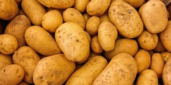 تحذيرات من احتمال ارتفاع سعر البطاطا جراء تخزينها من قبل تجار لبيعها ‏بأسعار مضاعفة