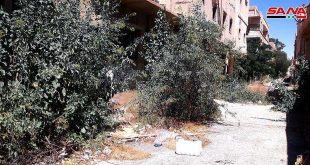 انتشار شجرة غريبة في تدمر تظهر للمرة الأولى في سورية