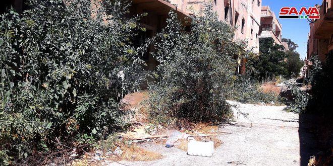 انتشار شجرة غريبة في تدمر تظهر للمرة الأولى في سورية