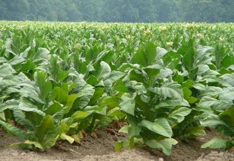 مزارعو التبغ يطالبون برفع سعر شراء المحصول إلى الضعف