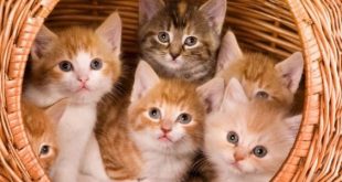 إنقاذ مئات القطط قبل تقديمها كطعام في فندق صيني