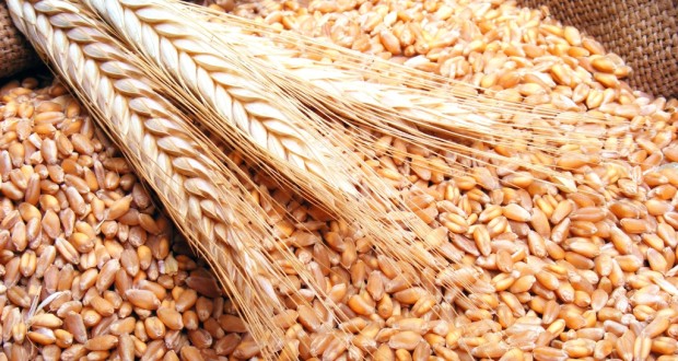 القمح في حمص بشائر خير بإنتاج وفير