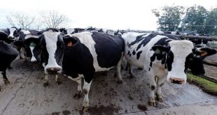 وباء الجدري يضرب الأبقار في سوريا