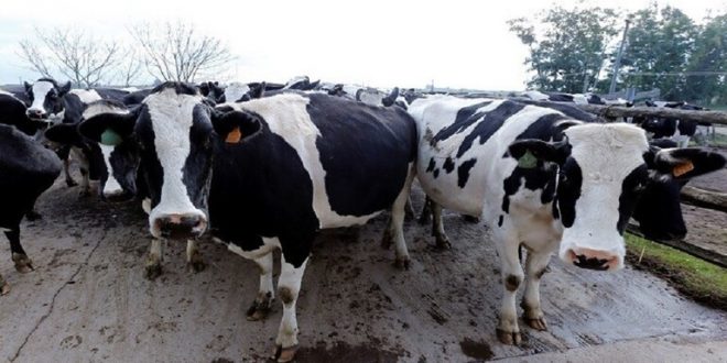 وباء الجدري يضرب الأبقار في سوريا