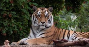 أنثى نمر تقتل حارستها أمام الزوار بحديقة حيوانات في سويسرا