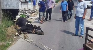 الأبقار تموت في الشوارع بسبب الجدري في طرطوس