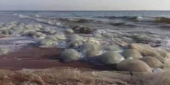 قناديل البحر تغزو الشواطئ السورية