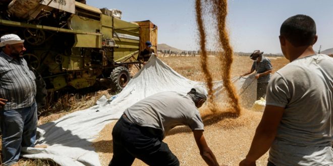 سوريا: نقص «حادّ» في القمح.