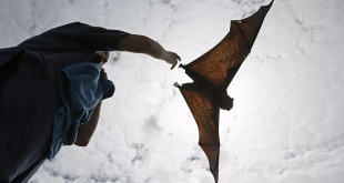 خفاش في حجم البشر يثير الرعب