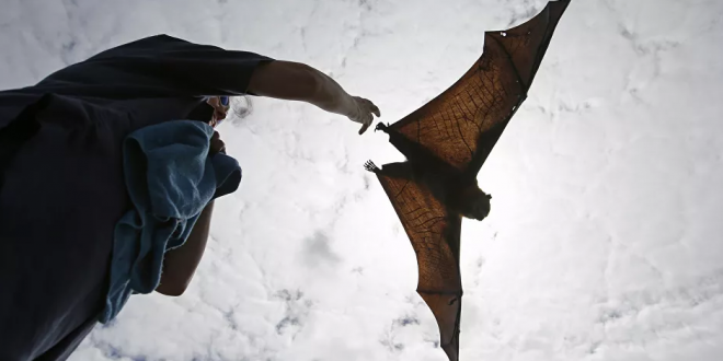 خفاش في حجم البشر يثير الرعب