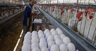 أسعار البيض إلى ارتفاع