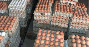 البيضة بـ 130 ليرة.. ! والدواجن: انخفاض طفيف على أسعار الأعلاف
