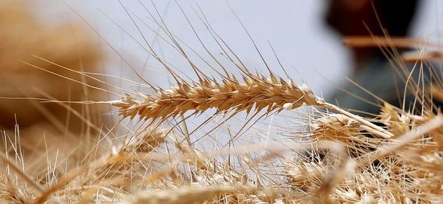 مخابز: انخفاض إنتاج المطاحن لعدم وصول توريدات القمح الطري