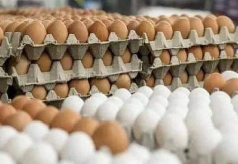 مدير زراعة يوضح سبب انخفاض أسعار البيض