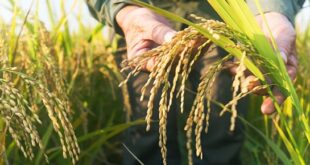 هيئة البحوث تستستفيد من مشروع الرز الهوائي في صناعة الأعلاف و السيريلاك