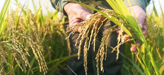هيئة البحوث تستستفيد من مشروع الرز الهوائي في صناعة الأعلاف و السيريلاك