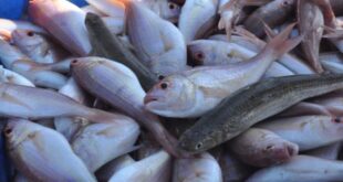 الأسماك الهاربة من أطباق السوريين ..تعود بحذر