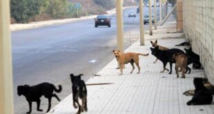 الكلاب الشاردة تنتشر في حمص والأهالي يشتكون