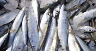 سمك فاسد يتسبب بعشرات حالات التسمم الغذائي في اللاذقية