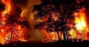 وزارة الزراعة تعلن عن نتائج التحقيقات الأولية في الحرائق في الغاب و مصياف