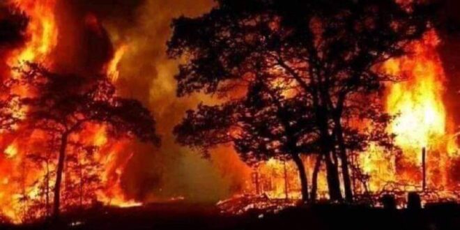 وزارة الزراعة تعلن عن نتائج التحقيقات الأولية في الحرائق في الغاب و مصياف