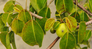 تفاحة الموت.. هل تعرفون ما هي أخطر شجرة في العالم وأين توجد؟