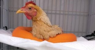 خدعة العملية الجراحية لدجاجة في مصر.. الطبيب البرازيلي يفضح كل شيء