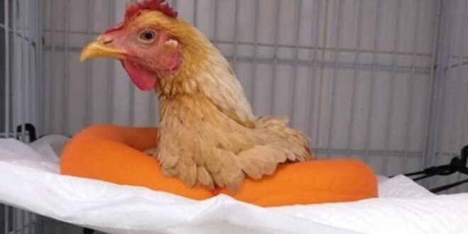 خدعة العملية الجراحية لدجاجة في مصر.. الطبيب البرازيلي يفضح كل شيء