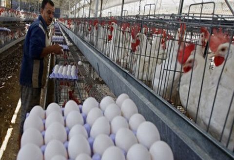 وزارة الزراعة تصرح بشأن لحم الفروج و البيض