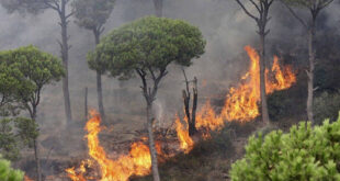 تجار الأخشاب يتوجهون الى المناطق المتضررة جراء الحرائق.. ورئيس اتحاد الفلاحين: لن نسمح لهم!