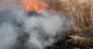 وزارة الزراعة السورية تعلن السيطرة على كل الحرائق