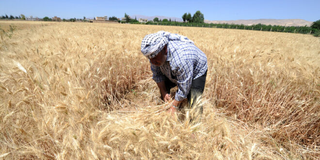 رئيس الوزراء السوري: كمية القمح المشتراة لا تكفي سوى 1.5 شهر