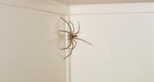 طرق تمنع العناكب من دخول منزلك