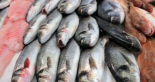 قريباً..إغراق الأسواق السورية بالأسماك…4000 ليرة للكيلو