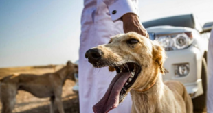 سوريون يصدرون الكلاب السلوقية للخليج: ثمن الكلب 4 مليون ليرة!