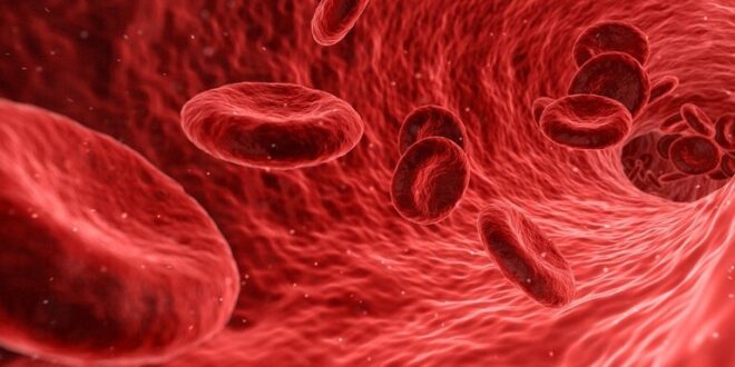 اكتشاف بروتين وقائي يحمي "ينبوع الشباب'' في الدم