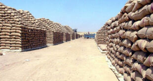 البرازي: مخزون القمح والدقيق يكفي لعدة أشهر
